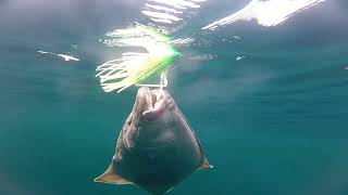 How I Caught Hundreds Of Halibut [upl. by Yahsal]