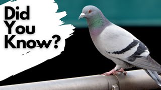 Things you need to know about FERAL PIGEONS [upl. by Prouty]