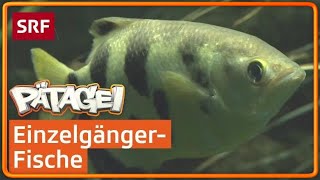 Schützenfisch spuckt Beute von Blättern  Pätagei  SRF Kids – Kindervideos [upl. by Rider59]