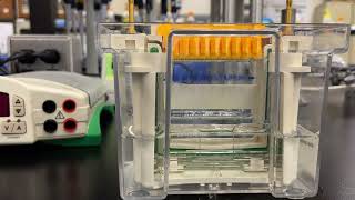 Loading an SDSPAGE gel and protein sample preps [upl. by Sillek646]