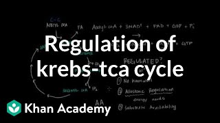 Regulation of Krebs  Citric Acid Cycle [upl. by Enyawal]