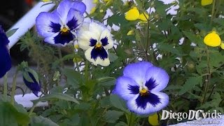 Viola tricolor Flower  Heartsease  Amorperfeito Violaceae [upl. by Walt686]