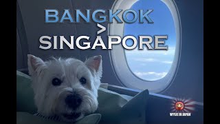 Singapore Airlines A350 Business Class with Dog in Cabin  Bangkok to Singapore [upl. by Leod]