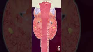 Thyroid Gland What You Need to Know [upl. by Madigan]