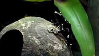 Dendrobates Tinctorius Alanis call [upl. by Olds]