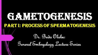 GAMETOGENESIS PART I  THE PROCESS OF SPERMATOGENESIS [upl. by Burnside]