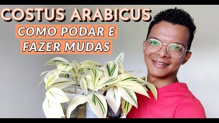 Costus Arabicus Variegata  como podar e fazer mudas [upl. by Yde]