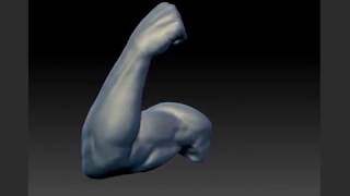 Arm Study ZBrush Speedsculpt [upl. by Aitak]