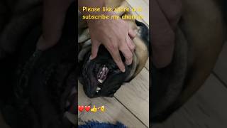 The Science Behind Bullmastiff Teeth Strongest Bite Force in the Dog World🤨 viral dog youtubr [upl. by Endres923]