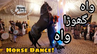 Amazing Horse Dance with Dhool in Pakistan  Mehndi Function in Islamabad [upl. by Ahsekram]