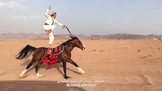 Best Horse RiderAamazing Arab Horse riding [upl. by Ahsimit]