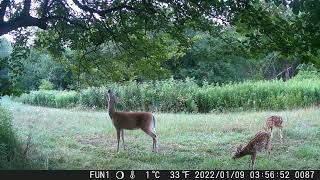 Doe in rocky making scrape area [upl. by Petulah]