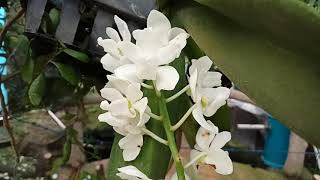 Rhynchostylis gigantea var Alba [upl. by Neicul]