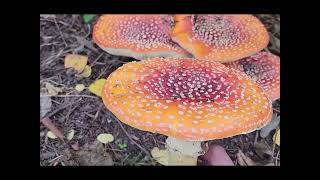 Amanita muscaria Identification [upl. by Liebowitz]