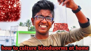 How to culture bloodworms At home easily cheap and best method [upl. by Garth]