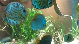 Discus and Silver Dollar fish tank [upl. by Fasta]