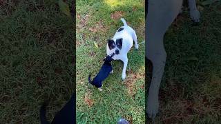 That KISS though😂 pitbullmix chihuahua cute dog shorts [upl. by Ecniuq602]