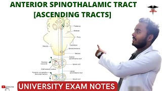 Anterior Spinothalamic Tract  Ascending Tracts  Spinal cord  CNS Physiology [upl. by Fonz]