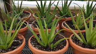 Save the Aloe Pups How to Propagate Aloe Vera [upl. by Silverts]