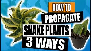 Snake Plant Propagation Sansevieria 3 Ways to Propagate [upl. by Dupuy]