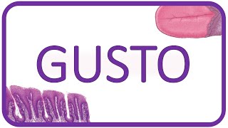 Fisiología del GUSTO  histología receptores sabores y via del gusto [upl. by Eaves]