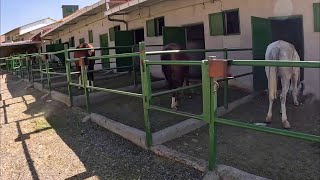 Horse club tour part 1  Horses [upl. by Treve]