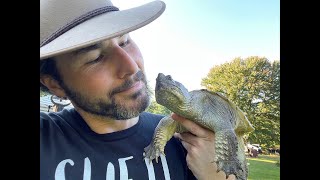 Feeding An Alligator Snapping Turtle VS a Common Snapping Turtle [upl. by Venuti178]