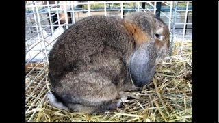 Kleinwidder Lopeared Rabbit Petit Bélier Gris Garenne Illfurth 2012 [upl. by Jarus769]