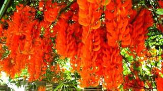 พวงโกเมน Mucuna bennettii F Muell the Orange Flower [upl. by Sharleen203]