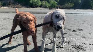 Cooper and Moose at the beach  Standard Poodles [upl. by Buiron]