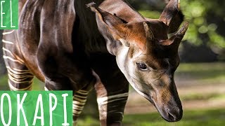 EL OKAPI [upl. by Victorie333]