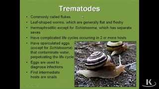 Trematodes [upl. by Merci565]