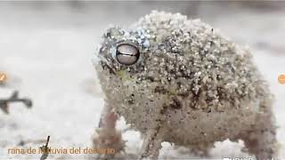 Rana de la lluvia del Desierto o Breviceps Macrops [upl. by Rehteh]