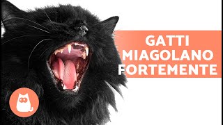 MIAGOLII DI GATTI ARRABBIATI😾🔊 I gatti miagolano forte [upl. by Ettelracs]