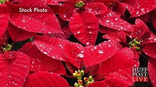 Italian Mafia Arrested In Christmas Poinsettia Scam [upl. by Aciretal]