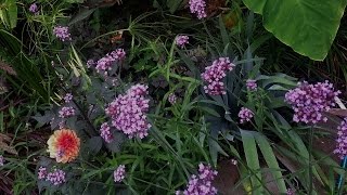 Growing Verbena Bonariensis [upl. by Carrew]