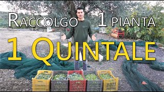 Raccolta Olive con ABBACCHIATORE  Come Raccogliere le Olive Velocemente  2021 [upl. by Llemert402]