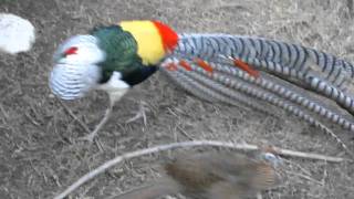 Lady Amherst Pheasant Dance  with hissingturn up the audio [upl. by Trautman]