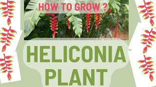 Heliconia Plant  Bird of Paradise Plant  How to Care [upl. by Uhn]