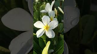 agrow plumeria plant  shorts youtubeshorts plumeria plant [upl. by Ittak]