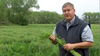 Cover Crops A Gift to Farmers and Fields [upl. by Airbmac]