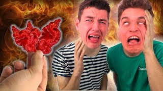 SERIO NAJOSTRZEJSZA PAPRYCZKA NA ŚWIECIE  CAROLINA REAPER [upl. by Egor587]