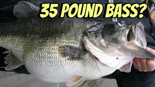 35 Pound Largemouth Bass Caught And Eaten… [upl. by Clementius467]