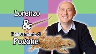 Pogona  il rettile chiamato anche quotdrago barbutoquot [upl. by Nomyad457]