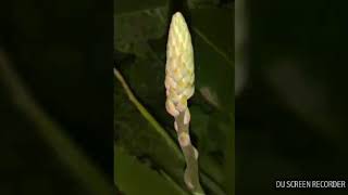 Inflorescence of Aloe Vera [upl. by Albie368]