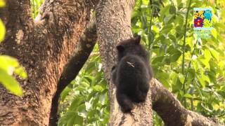 Cría de Oso de Anteojos trepando  Zoológico de Cali [upl. by Charline]