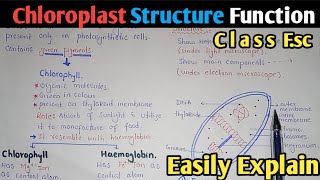 Chloroplast Structure And Functions  Stroma  Class 11 Biology [upl. by Claudianus]