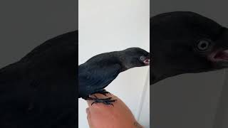 Man Gives Jackdaw Bird Water and Cold Bath on Hot Day  1511303 [upl. by Ebner]