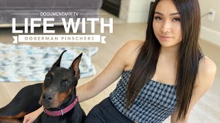 WHATS IT LIKE OWNING A DOBERMAN PINSCHER [upl. by Droc300]