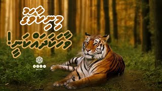 Minikaavagu Vaahaka Dhakkanee  Sheikh Ahmed Sameer  Dhivehi [upl. by Eterg]